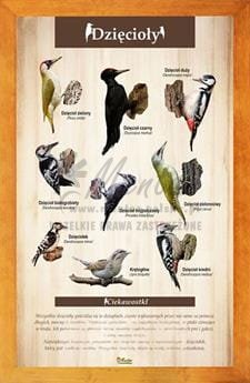 Tablica "Dzięcioły" w oprawie drewnianej, kolor pinia