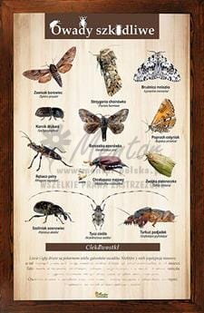 Tablica "Owady szkodliwe" w oprawie drewnianej, kolor brąz