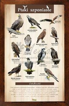 Tablica "Ptaki szponiaste" w oprawie drewnianej, kolor brąz