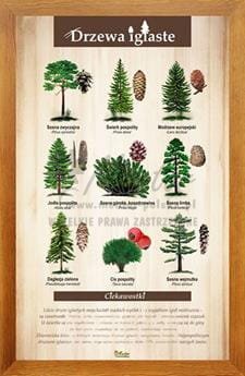 Tablica "Drzewa iglaste" w oprawie drewnianej, kolor dąb