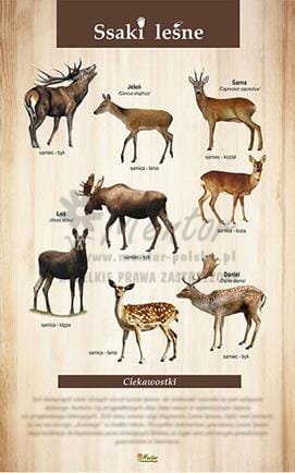 Tablica "Ssaki leśne II", bez ramki