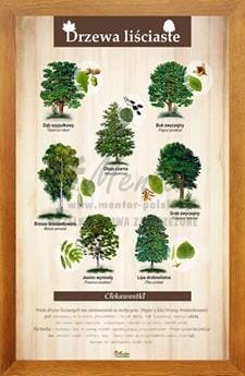Tablica "Drzewa liściaste" w oprawie drewnianej, kolor dąb